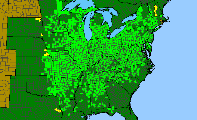 The range of Cardamine concatenata